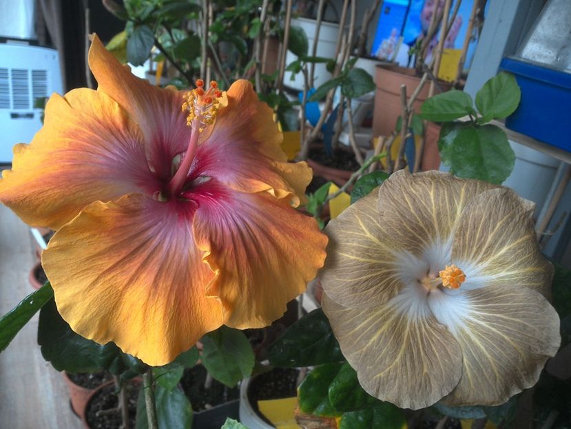 WIN_20180409_080749 - 03Hibiscus