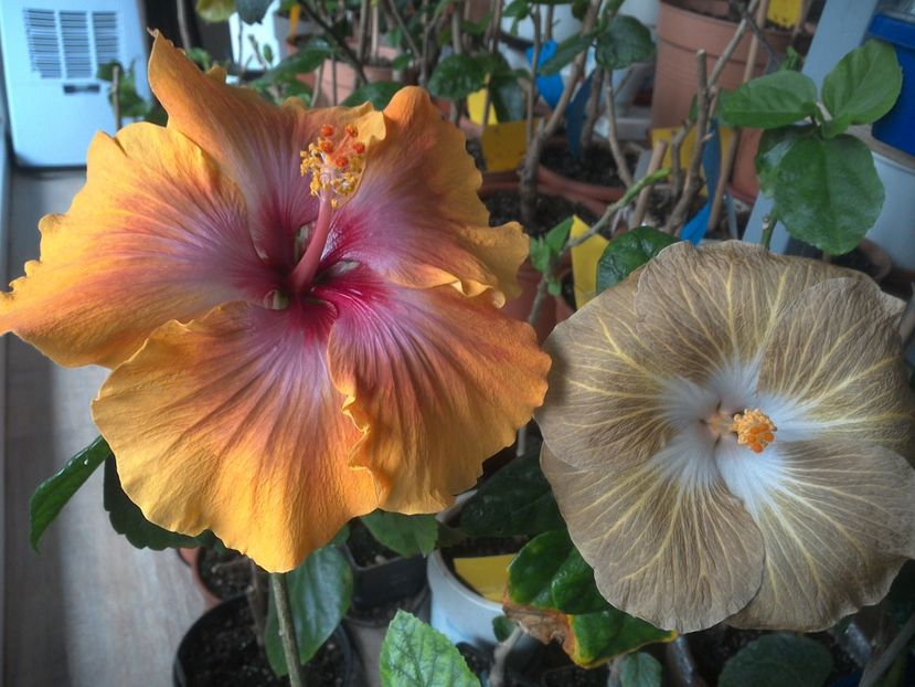WIN_20180409_080751 - 03Hibiscus