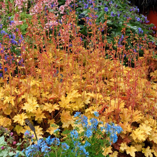 Heuchera-Ginger-Ale - b Comenzi plante copaci 2018 2019