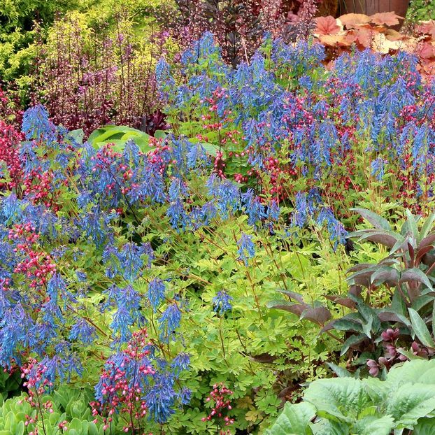 Corydalis-elata(combinatii) - b Comenzi plante copaci 2018 2019