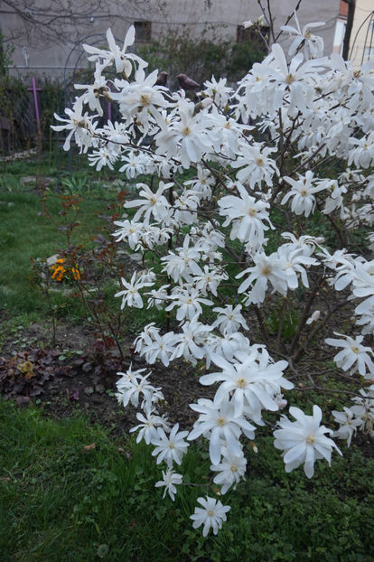 Magnolia stellata - Aprilie
