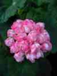 Pela_Denise - Imi doresc 2018