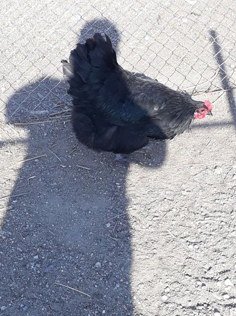  - Australorp 2017