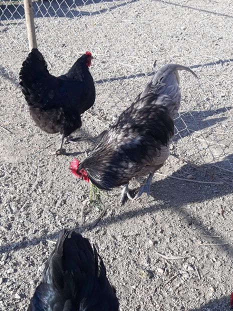  - Australorp 2017