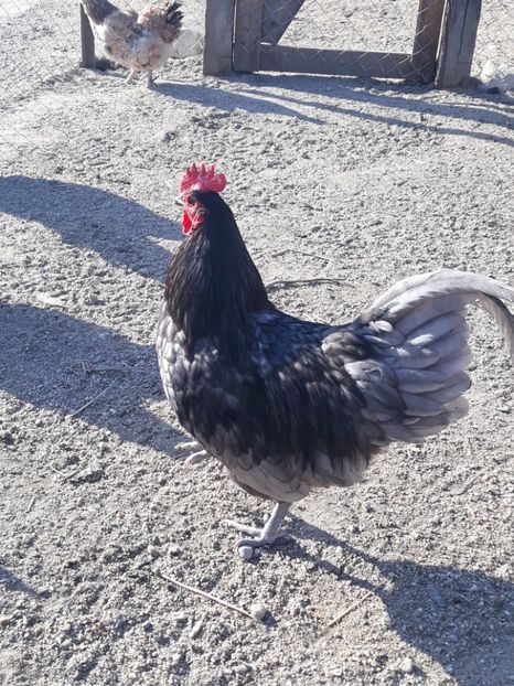  - Australorp 2017