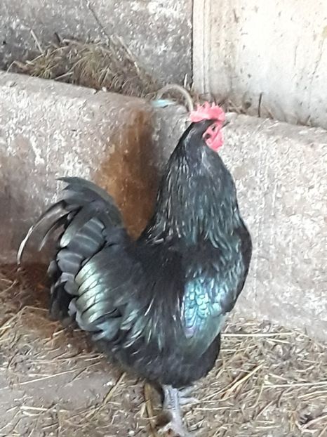  - Australorp 2017