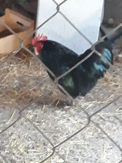  - Australorp 2017