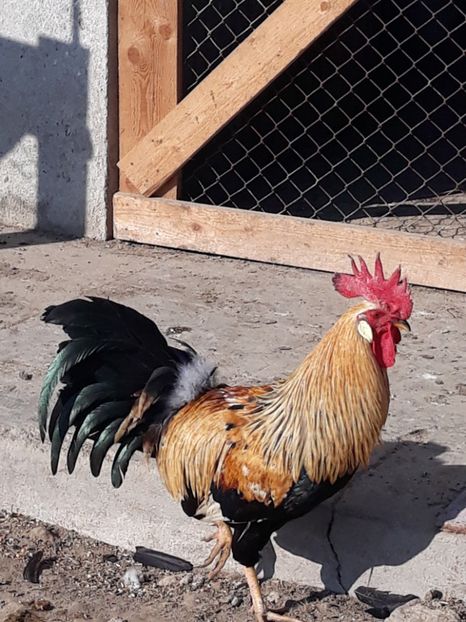  - Italian auriu 2017