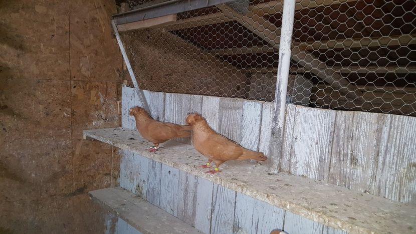  - Jucatori de ardeal