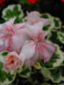 Pela_Chelsea_Star-1 - Imi doresc 2018