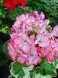 Pela_Carmel - Imi doresc 2018