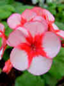 Pela_Banstead_Beauty - Imi doresc 2018