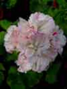 Pela_Nan_West - Imi doresc 2018