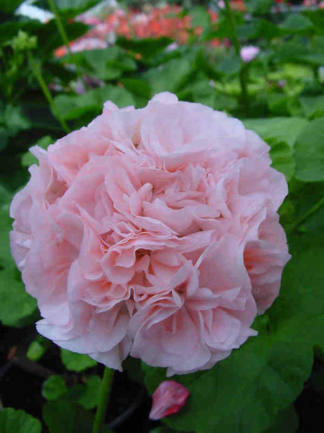 Pela_Queen_of_Denmark - Imi doresc 2018