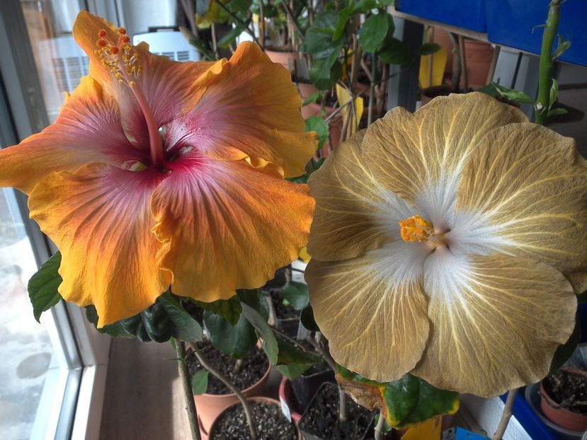 WIN_20180409_112228 - 03Hibiscus
