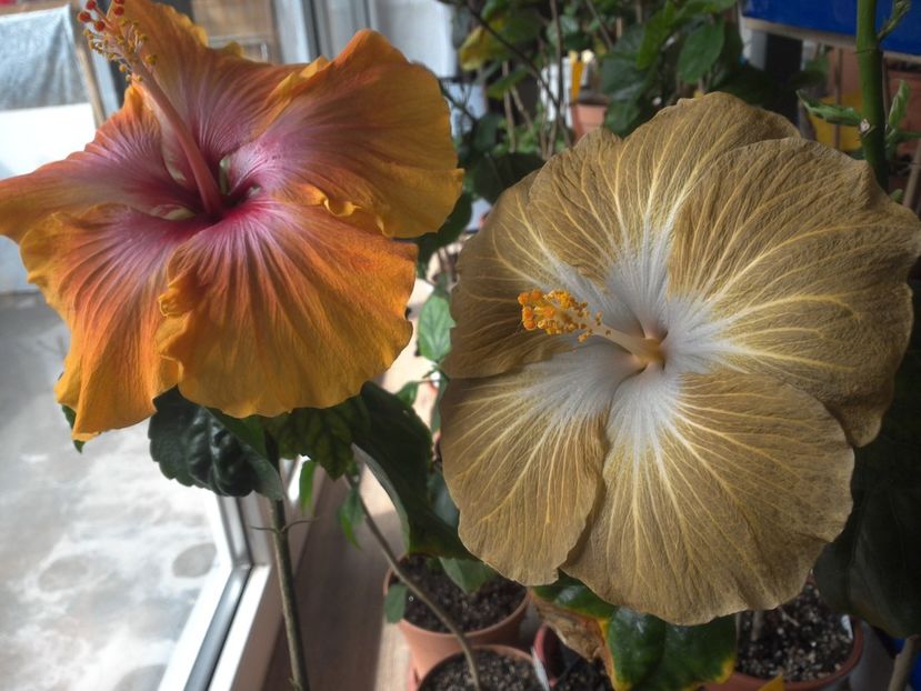 WIN_20180409_112235 - 03Hibiscus