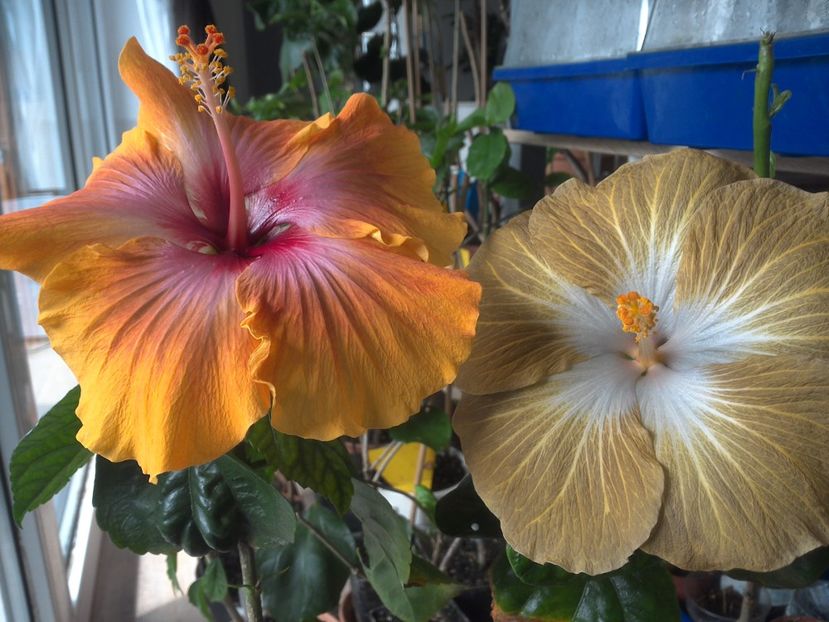 WIN_20180409_112249 - 03Hibiscus