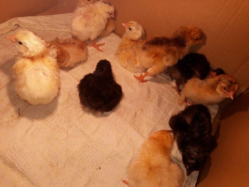  - 2018 - În grădină