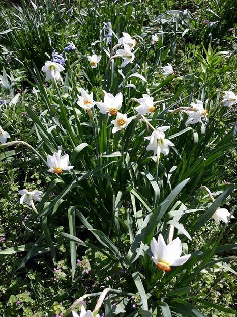  - 2018 - În grădină