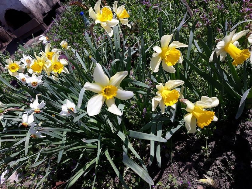  - 2018 - În grădină