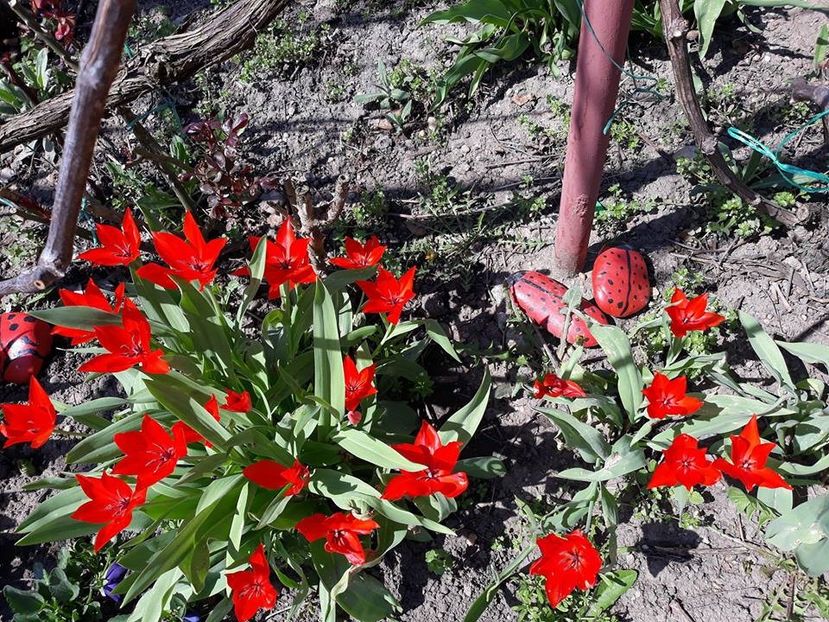  - 2018 - În grădină