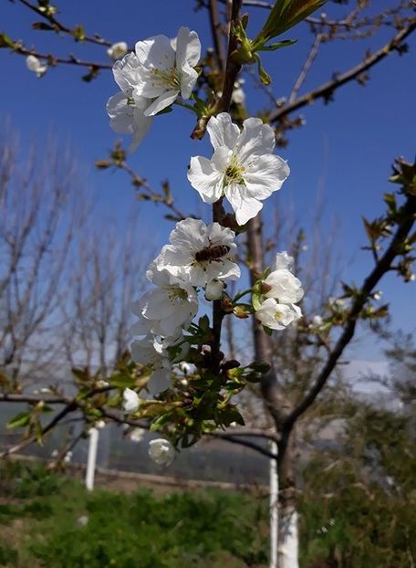  - 2018 - În grădină