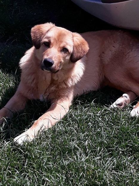  - 2018 - În grădină