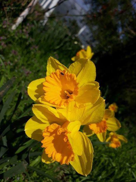  - 2018 - În grădină