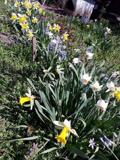 - 2018 - În grădină