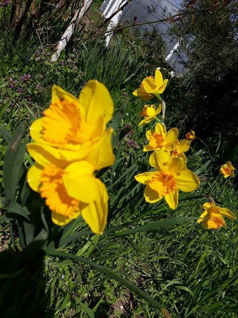  - 2018 - În grădină