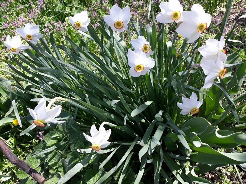  - 2018 - În grădină