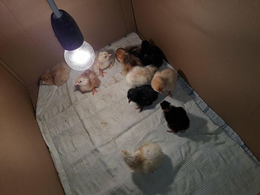  - 2018 - În grădină