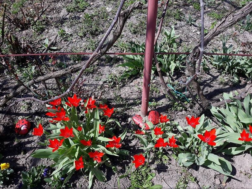  - 2018 - În grădină
