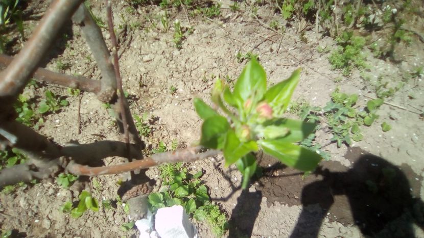 Măr pitic Russet - Gradinita mea - Aprilie 2018