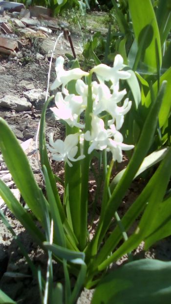  - Gradinita mea - Aprilie 2018