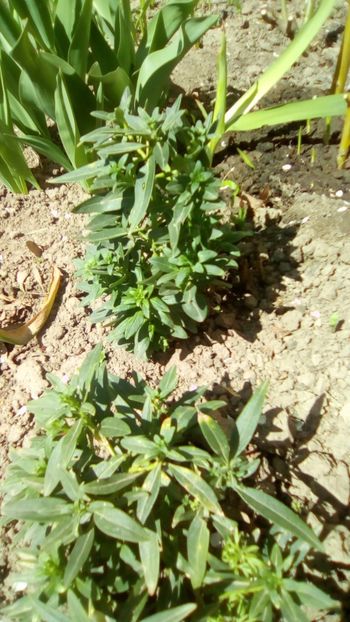 Gura leului - Gradinita mea - Aprilie 2018