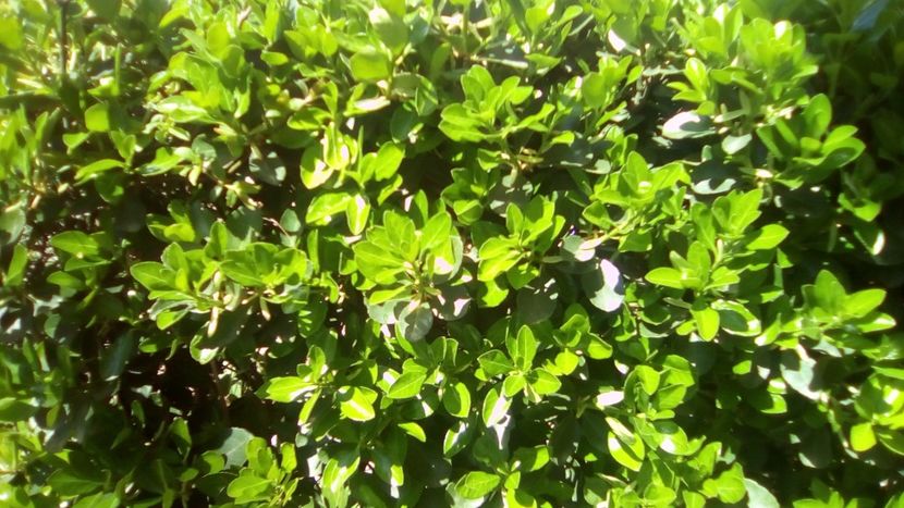 Buxus sempervirens - Gradinita mea - Aprilie 2018