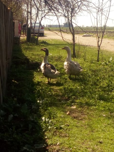  - Gaste decembrie 2017-ianuarie 2018