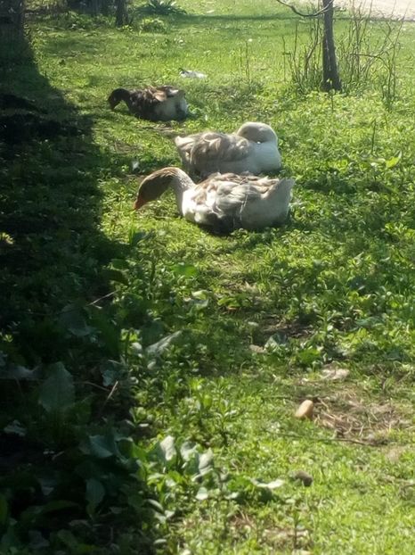  - Gaste decembrie 2017-ianuarie 2018