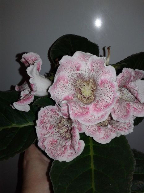  - GLOXINIA 2018