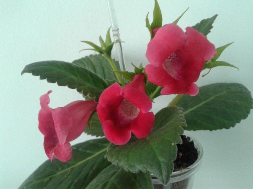  - GLOXINIA 2018