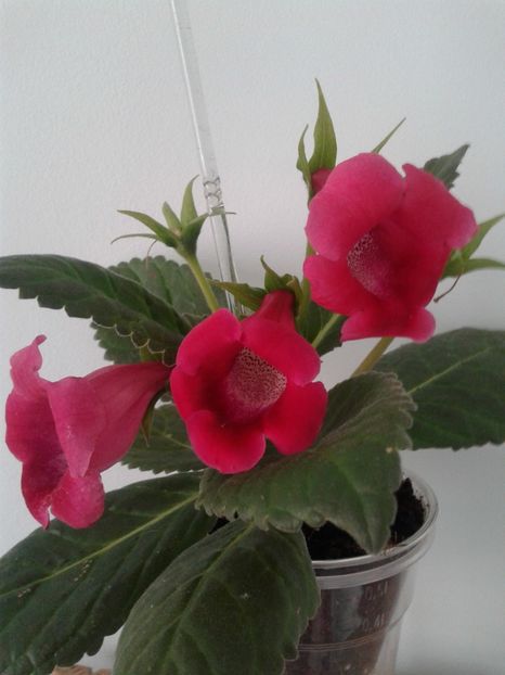  - GLOXINIA 2018