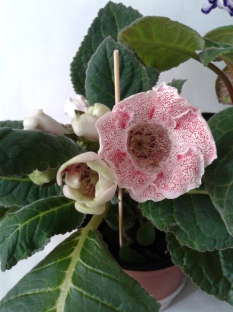  - GLOXINIA 2018
