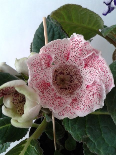  - GLOXINIA 2018