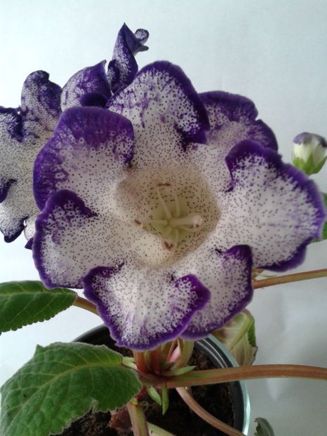  - GLOXINIA 2018