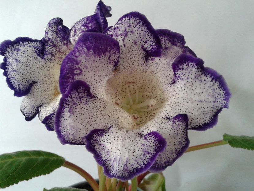  - GLOXINIA 2018
