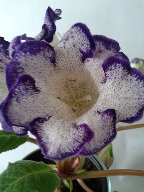  - GLOXINIA 2018
