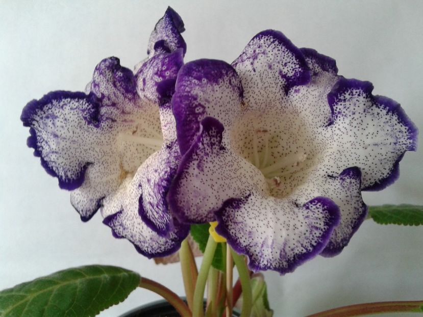  - GLOXINIA 2018