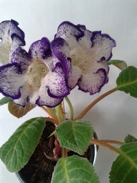  - GLOXINIA 2018