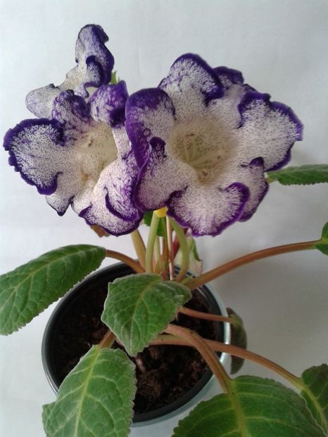  - GLOXINIA 2018